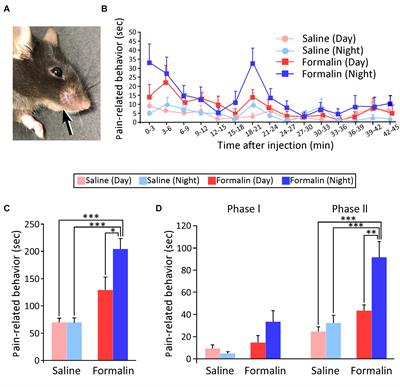 Diurnal Variation in Trigeminal Pain Sensitivity in Mice